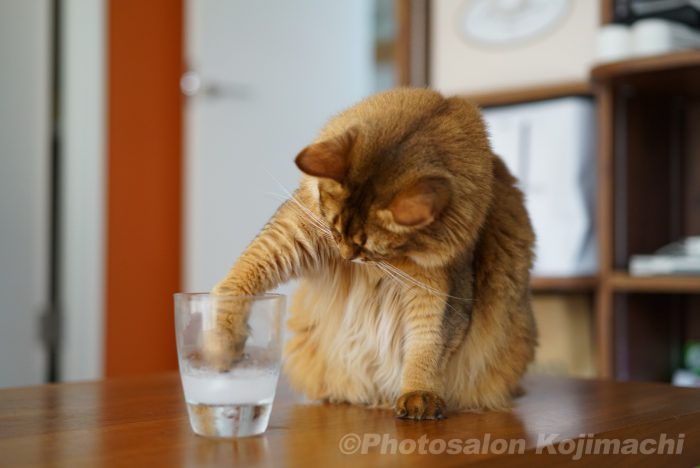 カメラマンちの猫ソマリのかわいいおもしろい写真