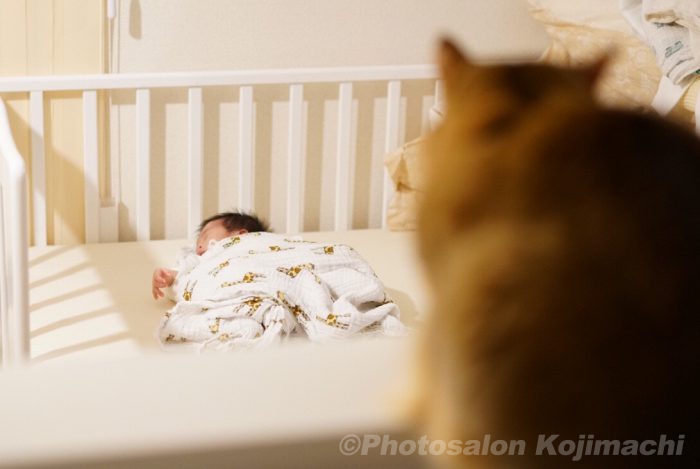 カメラマンちの猫ソマリと赤ちゃんのかわいいおもしろい写真