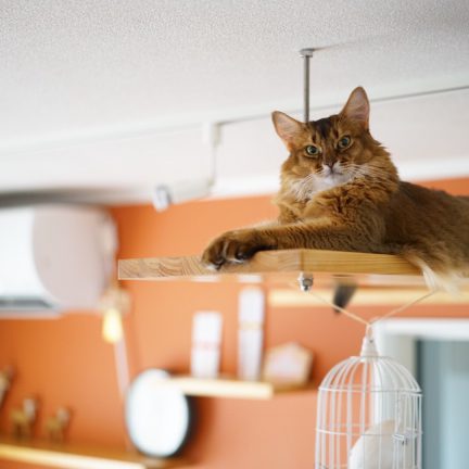猫ソマリの面白かわいい写真