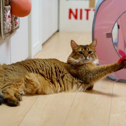 カメラマンちの猫ソマリのかわいいおもしろい写真